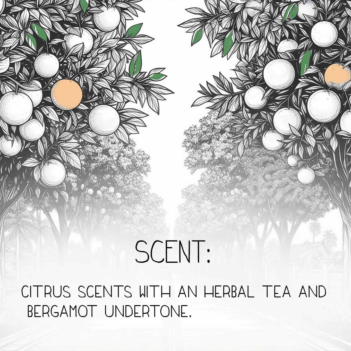 Citrus Sunday Natural Body Lotion Made With Sensitive Skin Fragrance Oil | Organic Unrefined African Shea Butter | Organic Sweet Almond Oil | Organic Avocado Oil